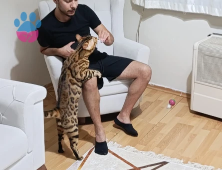12 aylık genetiği iri erkek bengal kedime eş arıyorum - 118985024