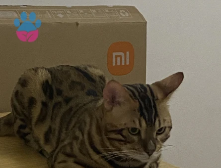 12 aylık genetiği iri erkek bengal kedime eş arıyorum - Görsel 5