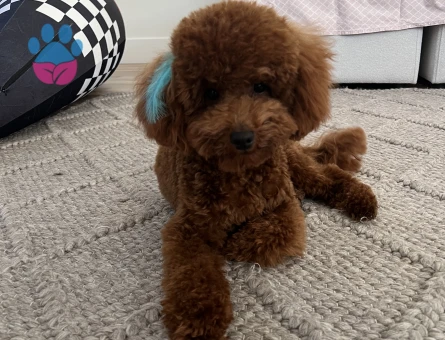 Toy Poodle Oğlumuza eş arıyoruz. - 118985025