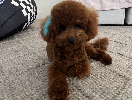 Toy Poodle Oğlumuza eş arıyoruz. - 118985025