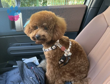 Toy Poodle Oğlumuza eş arıyoruz. - Görsel 3