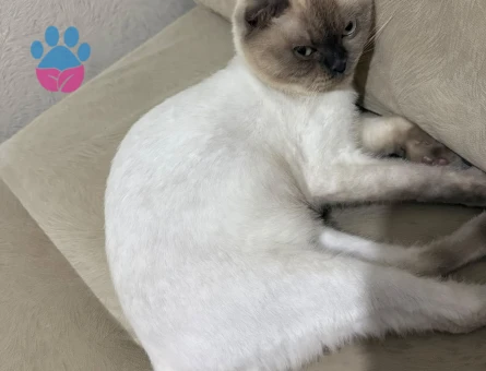Scottish fold Dişi kızgınlık döneminde eş arıyorum - Görsel 5