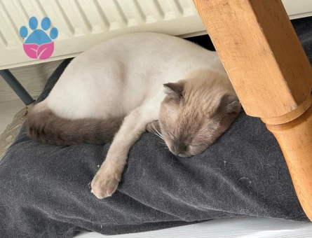 Scottish fold Dişi kızgınlık döneminde eş arıyorum - Görsel 2