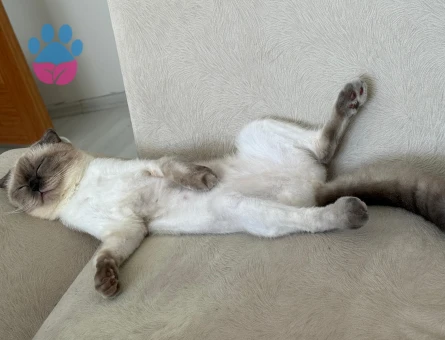 Scottish fold Dişi kızgınlık döneminde eş arıyorum - Görsel 4