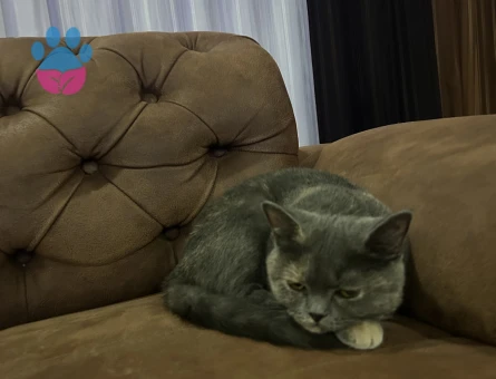 British Shorthair Pariye eş arıyorum - 118985028