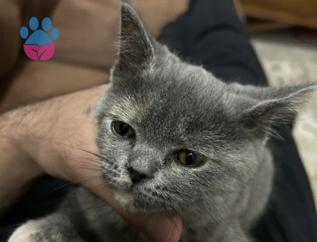 British Shorthair Pariye eş arıyorum - Görsel 3