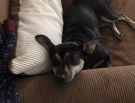 Pinscher dişi kızım için eş arıyoruz - 118972032