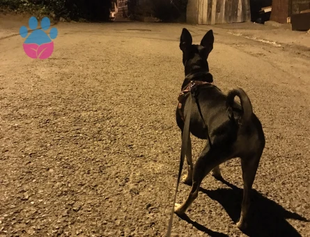 Pinscher dişi kızım için eş arıyoruz