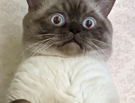 3 Yaşında Erkek British Shorthair - 118972034