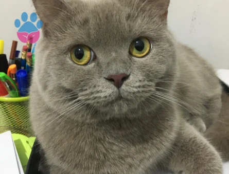 British Shorthair 10 Aylık Kızıma Eş Arıyorum