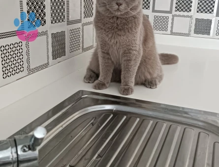 British Shorthair 10 Aylık Kızıma Eş Arıyorum