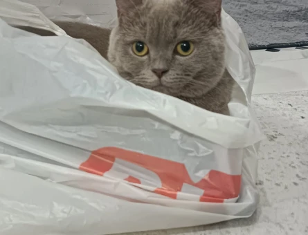 British Shorthair 10 Aylık Kızıma Eş Arıyorum - 118972037