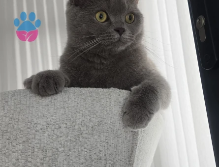 British Shorthair 10 Aylık Kızıma Eş Arıyorum