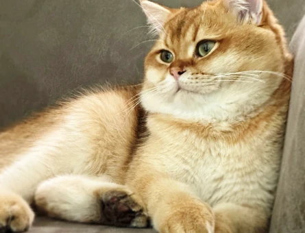 British Shorthair Mikey Oğlum eş arıyor - 118972038