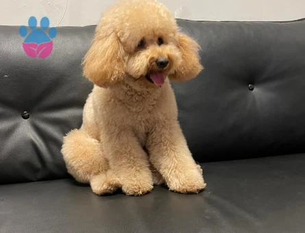 Oğlumuza gelin arıyoruz