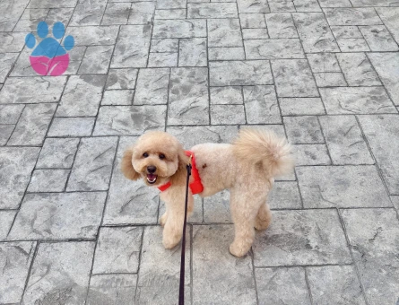 Oğlumuza gelin arıyoruz