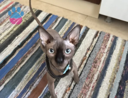 Sfenks Oğlumuza Eş Arıyorum