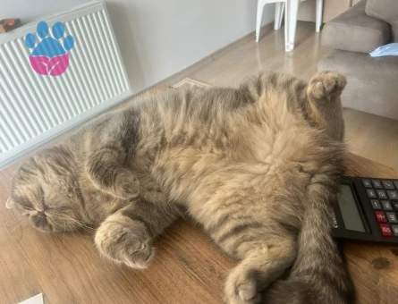 British Shorthair Ceyar 2 Yaşında Eş Arıyorum
