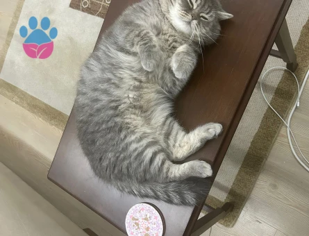 British Shorthair Ceyar 2 Yaşında Eş Arıyorum