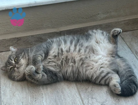 British Shorthair Ceyar 2 Yaşında Eş Arıyorum