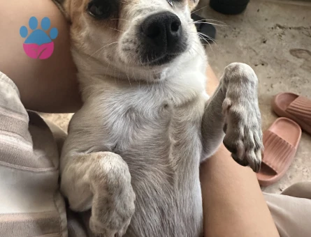 3 Yaşında Erkek Şivava Köpeğim Eş Arıyor