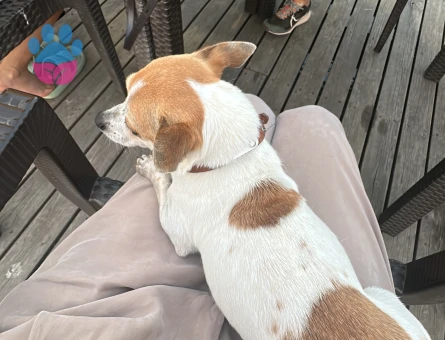 3 Yaşında Erkek Şivava Köpeğim Eş Arıyor