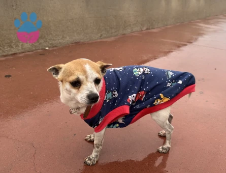 3 Yaşında Erkek Şivava Köpeğim Eş Arıyor