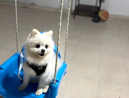 1 Yaşında Erkek Köpeğime Eş Arıyorum - 118979989