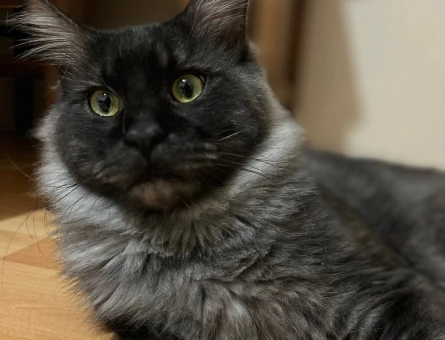 13 Aylık Erkek Maine Coon Loki Eş Arıyor - 118979991