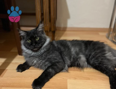 13 Aylık Erkek Maine Coon Loki Eş Arıyor