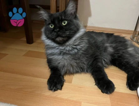 13 Aylık Erkek Maine Coon Loki Eş Arıyor