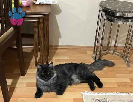 13 Aylık Erkek Maine Coon Loki Eş Arıyor