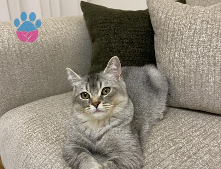 Erkek British shorthair kedimize eş arıyoruz