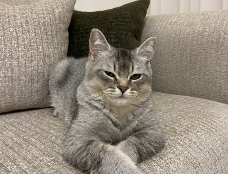 Erkek British shorthair kedimize eş arıyoruz - 118979995