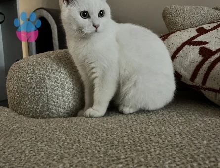 British Shorthair Oğluma eş arıyorum - Görsel 2