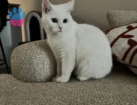 British Shorthair Oğluma eş arıyorum - Görsel 3