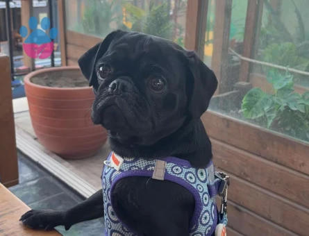 Pug Zeytin Acil Eş arıyor - Görsel 2
