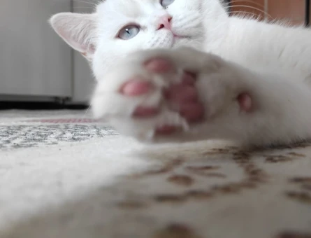Kedimiz british shorthair - 118972466