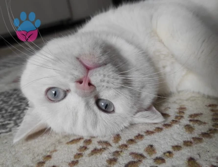 Kedimiz british shorthair