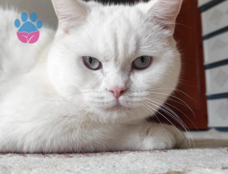 Kedimiz british shorthair