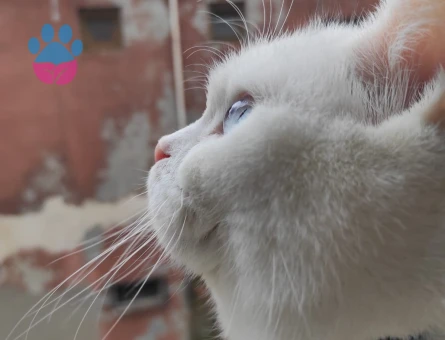 Kedimiz british shorthair