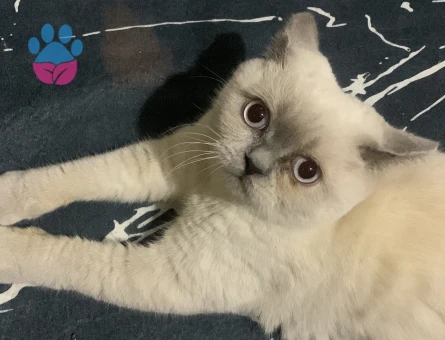 Behlülüm eşini arıyor