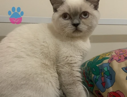 Behlülüm eşini arıyor