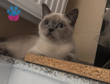 Kızımız Eş Arıyoruz