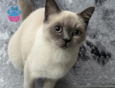 Kızımız Eş Arıyoruz