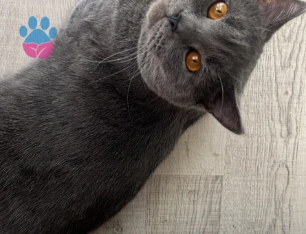 BRİTİSH OĞLUMA EŞ