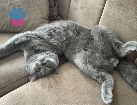 BRİTİSH OĞLUMA EŞ