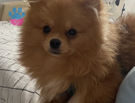 Pomeranian oğluma eş arıyoruz