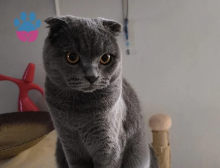 SCOTİSH FOLD KEDİME EŞ ARIYORUM