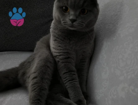 SCOTİSH FOLD KEDİME EŞ ARIYORUM
